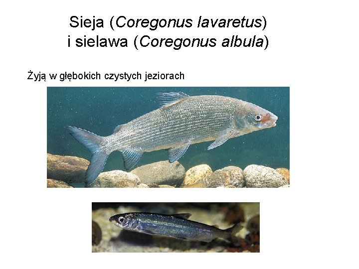 Sieja (Coregonus lavaretus) i sielawa (Coregonus albula) Żyją w głębokich czystych jeziorach 