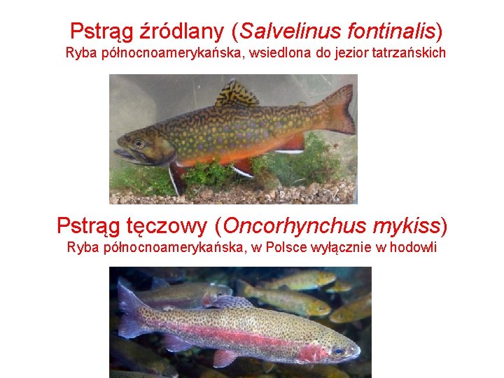 Pstrąg źródlany (Salvelinus fontinalis) Ryba północnoamerykańska, wsiedlona do jezior tatrzańskich Pstrąg tęczowy (Oncorhynchus mykiss)