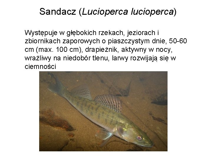 Sandacz (Lucioperca lucioperca) Występuje w głębokich rzekach, jeziorach i zbiornikach zaporowych o piaszczystym dnie,