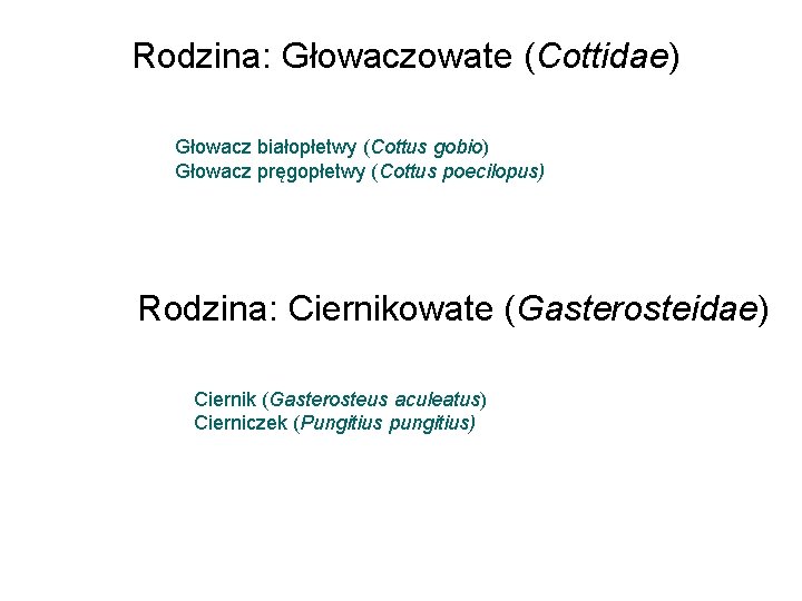 Rodzina: Głowaczowate (Cottidae) Głowacz białopłetwy (Cottus gobio) Głowacz pręgopłetwy (Cottus poecilopus) Rodzina: Ciernikowate (Gasterosteidae)