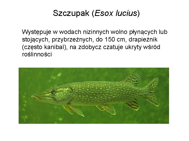 Szczupak (Esox lucius) Występuje w wodach nizinnych wolno płynących lub stojących, przybrzeżnych, do 150