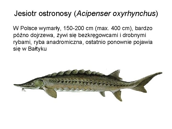 Jesiotr ostronosy (Acipenser oxyrhynchus) W Polsce wymarły, 150 -200 cm (max. 400 cm), bardzo