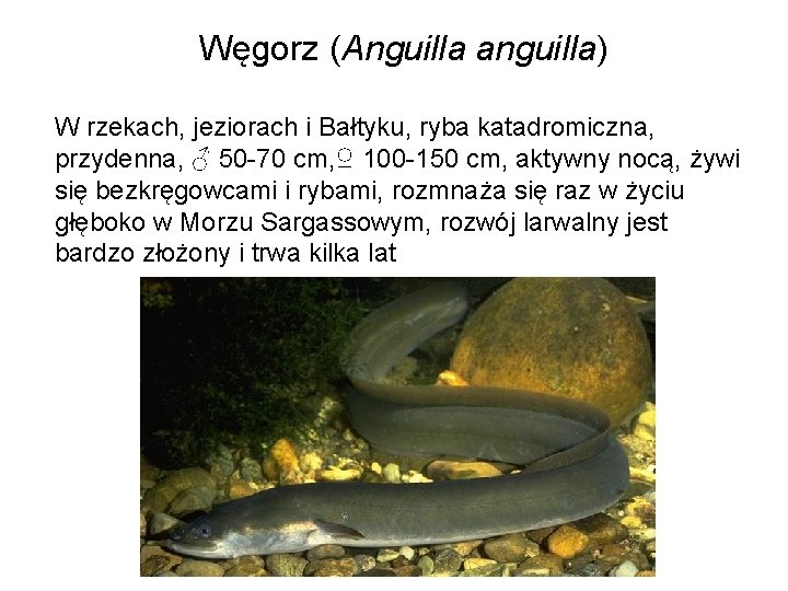 Węgorz (Anguilla anguilla) W rzekach, jeziorach i Bałtyku, ryba katadromiczna, przydenna, ♂ 50 -70