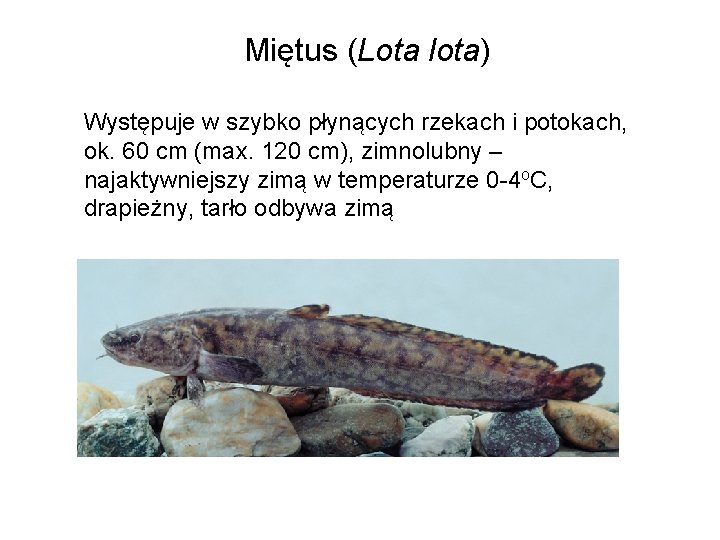 Miętus (Lota lota) Występuje w szybko płynących rzekach i potokach, ok. 60 cm (max.