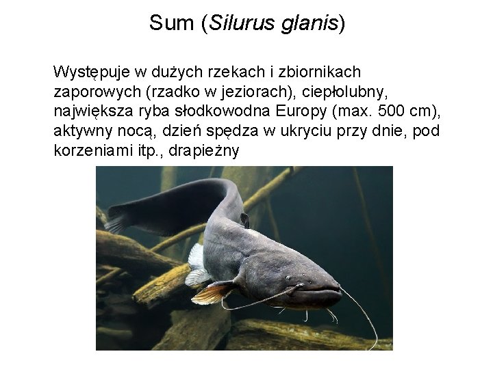 Sum (Silurus glanis) Występuje w dużych rzekach i zbiornikach zaporowych (rzadko w jeziorach), ciepłolubny,