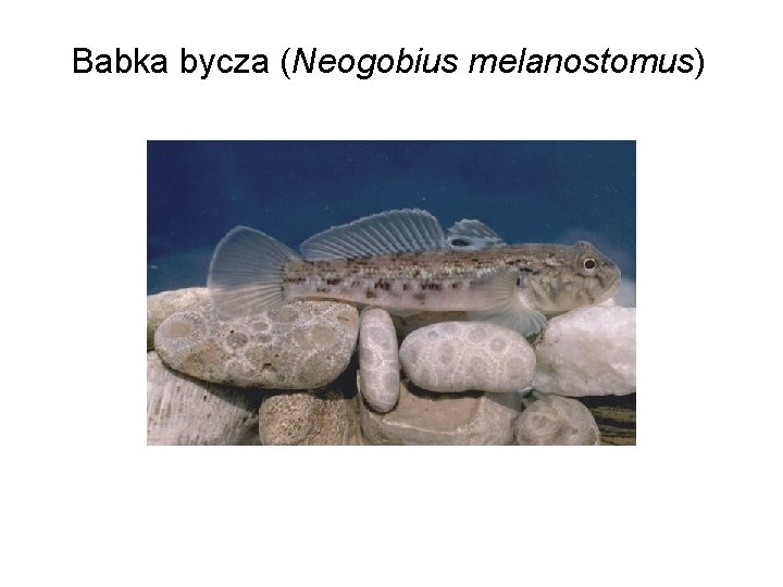 Babka bycza (Neogobius melanostomus) 