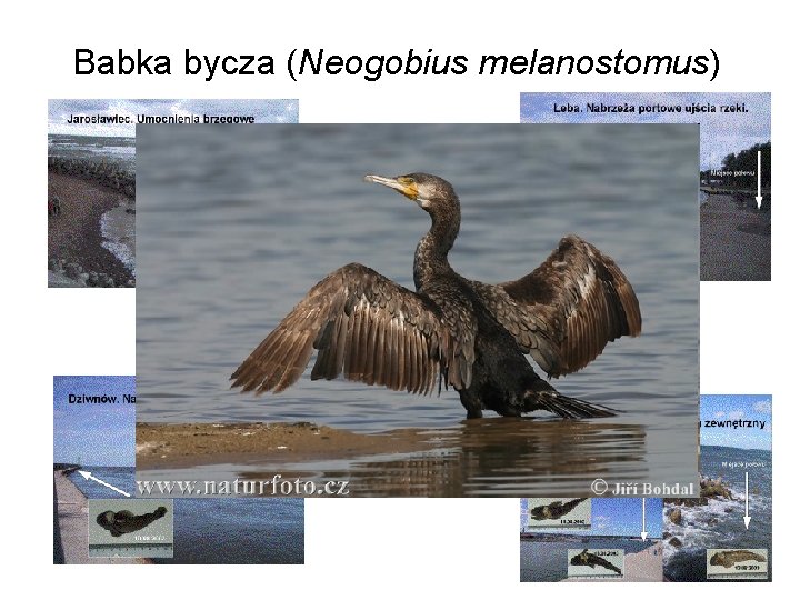 Babka bycza (Neogobius melanostomus) 