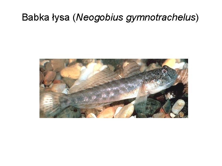 Babka łysa (Neogobius gymnotrachelus) 
