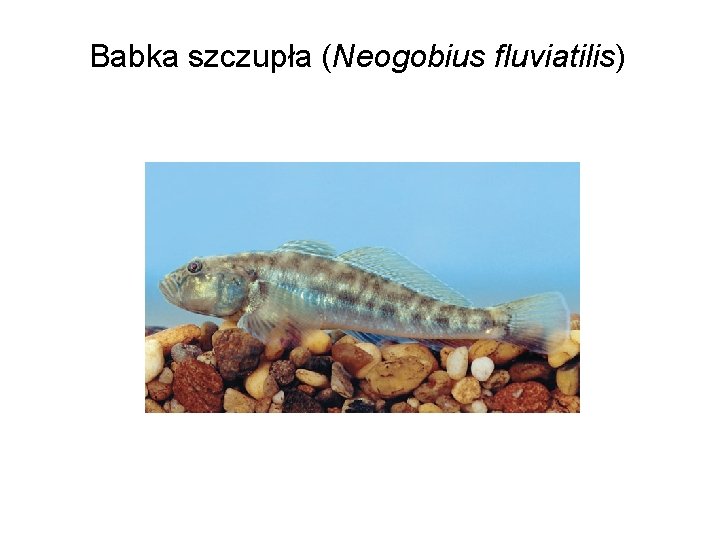 Babka szczupła (Neogobius fluviatilis) 
