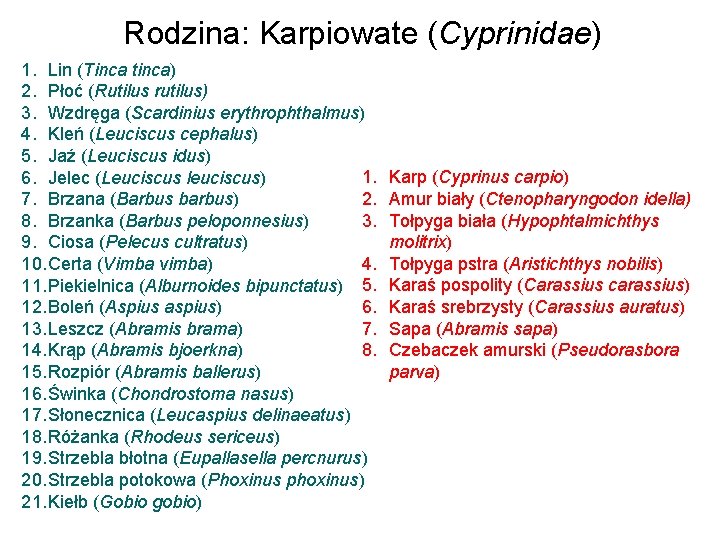 Rodzina: Karpiowate (Cyprinidae) 1. Lin (Tinca tinca) 2. Płoć (Rutilus rutilus) 3. Wzdręga (Scardinius