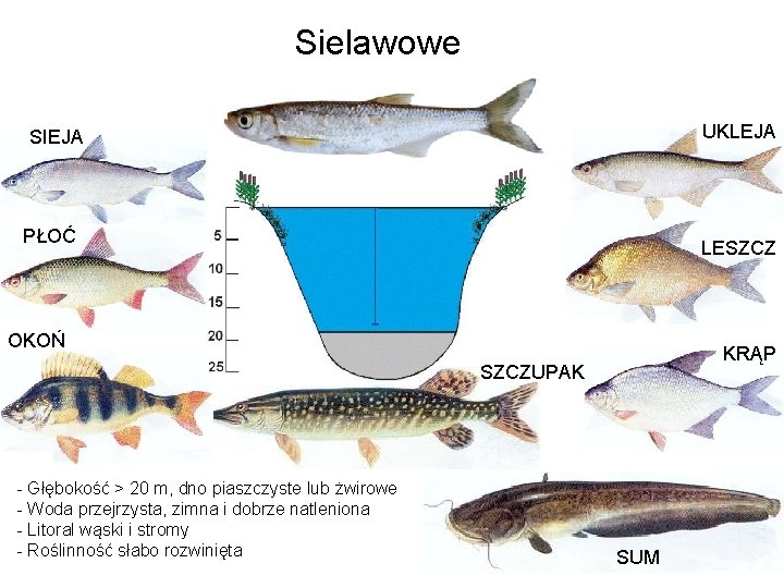 Sielawowe UKLEJA SIEJA PŁOĆ LESZCZ OKOŃ KRĄP SZCZUPAK - Głębokość > 20 m, dno