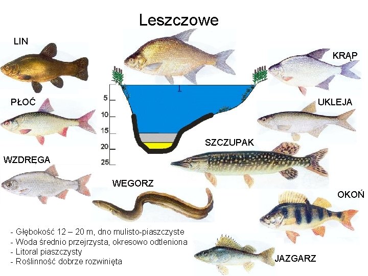 Leszczowe LIN KRĄP PŁOĆ UKLEJA SZCZUPAK WZDRĘGA WĘGORZ OKOŃ - Głębokość 12 – 20