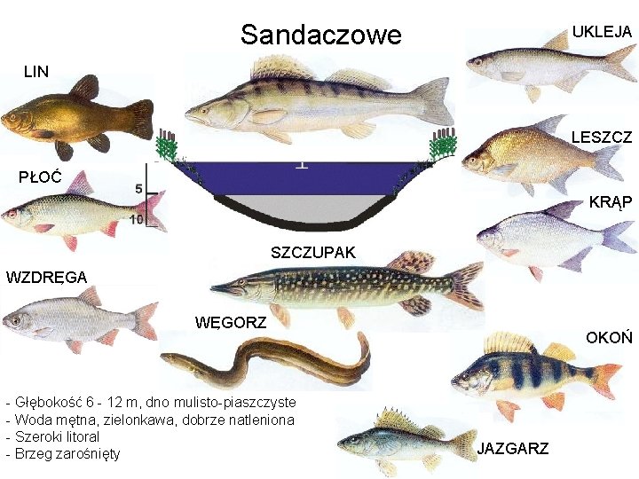 Sandaczowe UKLEJA LIN LESZCZ PŁOĆ KRĄP SZCZUPAK WZDRĘGA WĘGORZ - Głębokość 6 - 12
