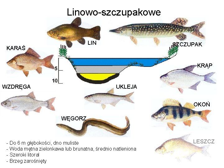 Linowo-szczupakowe LIN KARAŚ SZCZUPAK KRĄP WZDRĘGA UKLEJA OKOŃ WĘGORZ - Do 6 m głębokości,