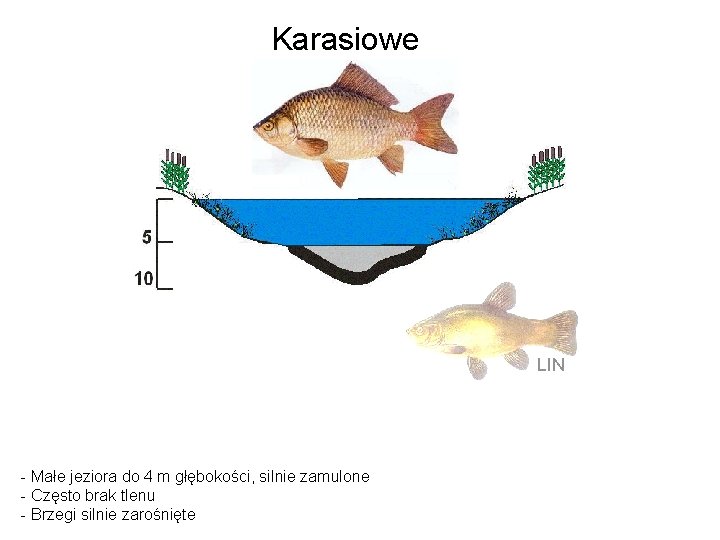 Karasiowe LIN - Małe jeziora do 4 m głębokości, silnie zamulone - Często brak