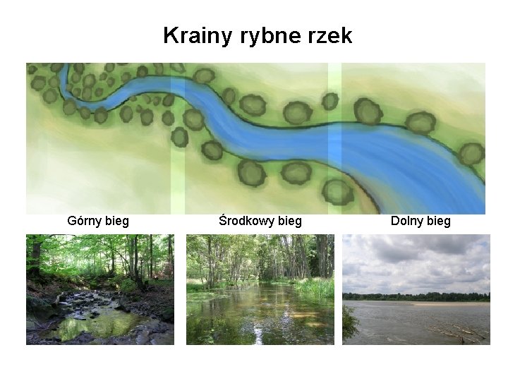 Krainy rybne rzek Górny bieg Środkowy bieg Dolny bieg 