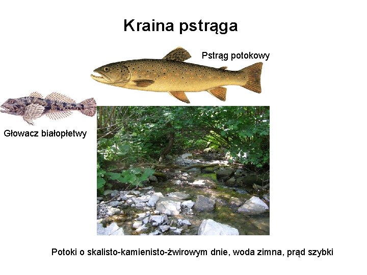 Kraina pstrąga Pstrąg potokowy Głowacz białopłetwy Potoki o skalisto-kamienisto-żwirowym dnie, woda zimna, prąd szybki