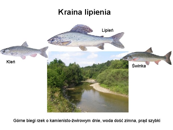 Kraina lipienia Lipień Kleń Świnka Górne biegi rzek o kamienisto-żwirowym dnie, woda dość zimna,