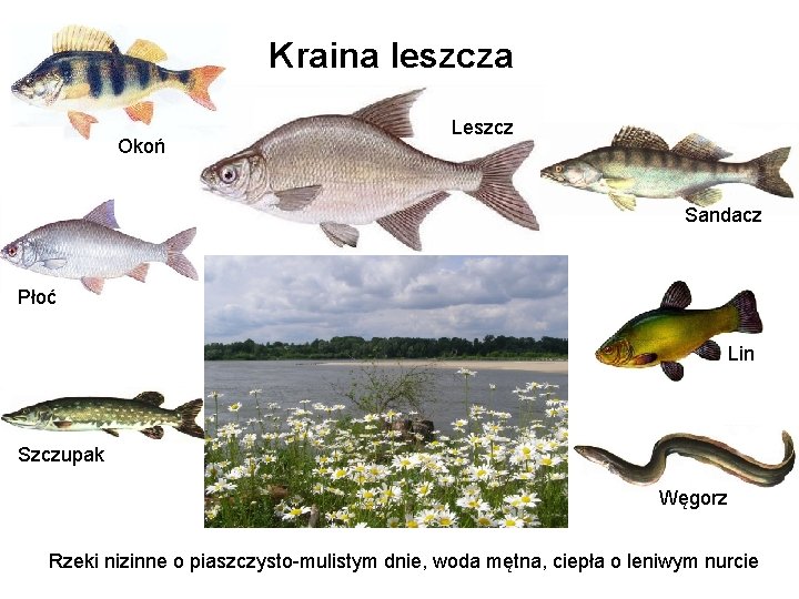Kraina leszcza Okoń Leszcz Sandacz Płoć Lin Szczupak Węgorz Rzeki nizinne o piaszczysto-mulistym dnie,