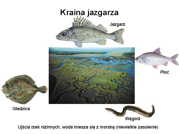 Kraina jazgarza Jazgarz Płoć Gładzica Węgorz Ujścia rzek nizinnych, woda miesza się z morską