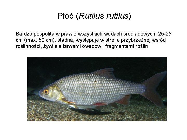 Płoć (Rutilus rutilus) Bardzo pospolita w prawie wszystkich wodach śródlądowych, 25 -25 cm (max.