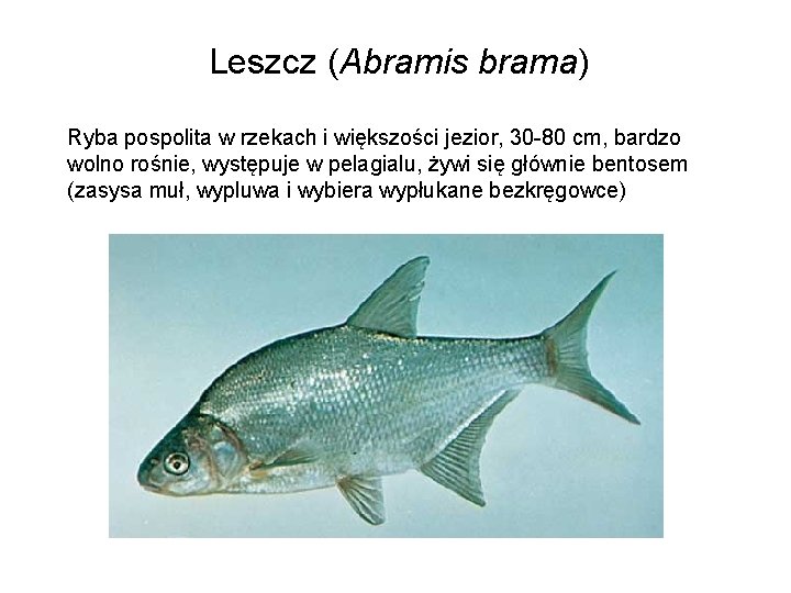 Leszcz (Abramis brama) Ryba pospolita w rzekach i większości jezior, 30 -80 cm, bardzo