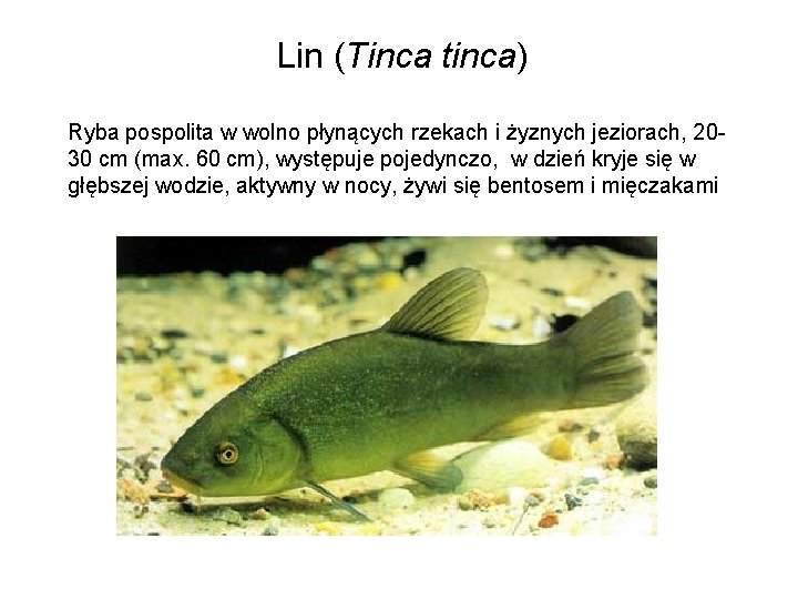 Lin (Tinca tinca) Ryba pospolita w wolno płynących rzekach i żyznych jeziorach, 2030 cm