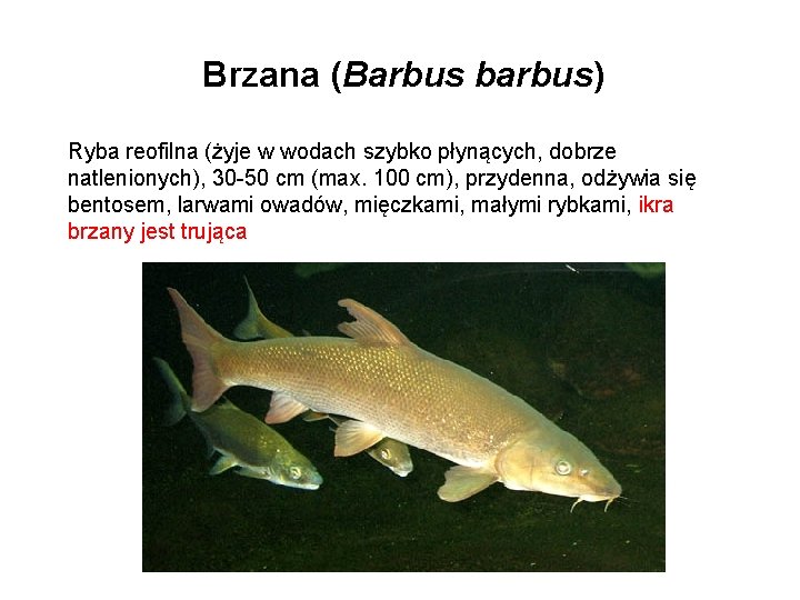 Brzana (Barbus barbus) Ryba reofilna (żyje w wodach szybko płynących, dobrze natlenionych), 30 -50