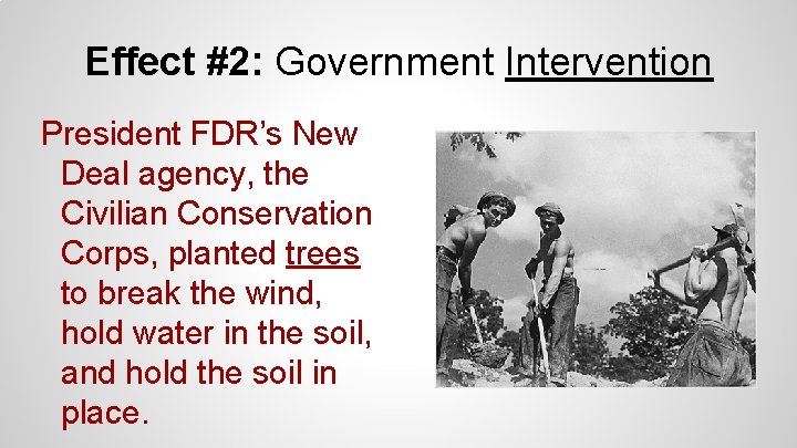 Effect #2: Government Intervention President FDR’s New Deal agency, the Civilian Conservation Corps, planted