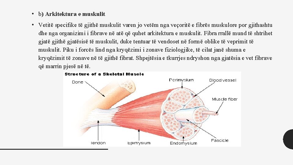  • b) Arkitektura e muskulit • Vetitë specifike të gjithë muskulit varen jo