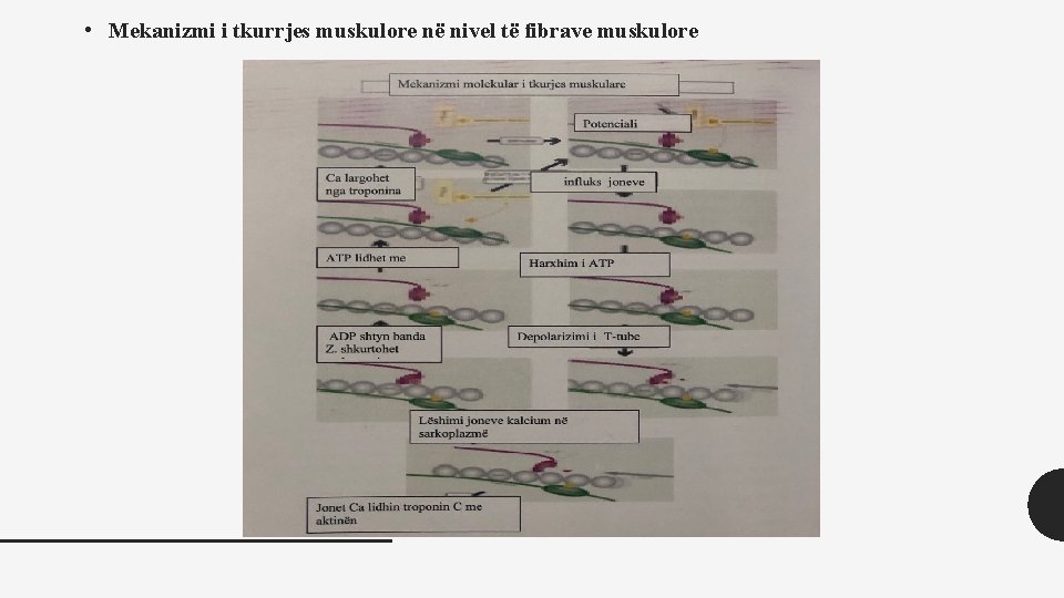  • Mekanizmi i tkurrjes muskulore në nivel të fibrave muskulore 