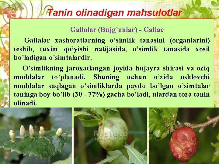 Tanin olinadigan mahsulotlar Gallalar (Bujg’unlar) - Gallae Gallalar xashoratlarning o’simlik tanasini (organlarini) tеshib, tuxim