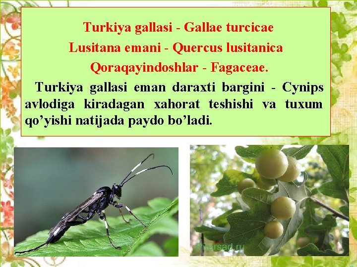  Turkiya gallasi - Gallae turсicae Lusitana emani - Querсus lusitanica Qoraqayindoshlar - Fagaceae.