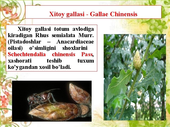 Xitoy gallasi - Gallae Chinensis Xitoy gallasi totum avlodiga kiradigan Rhus semialata Murr. (Pistadoshlar