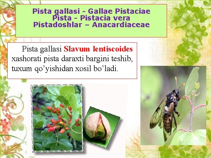 Pista gallasi - Gallae Pistaciae Pista - Pistacia vera Pistadoshlar – Anacardiaceae Pista gallasi