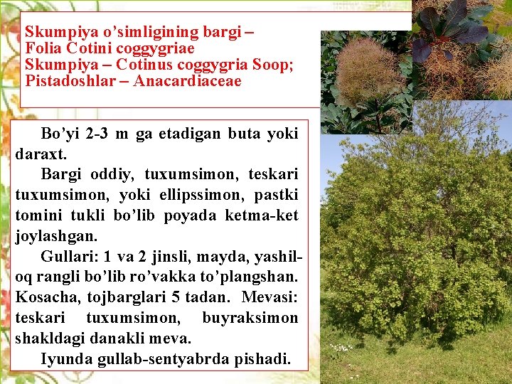 Skumpiya o’simligining bargi – Folia Сotini coggygriae Skumpiya – Cotinus coggygria Soop; Pistadoshlar –