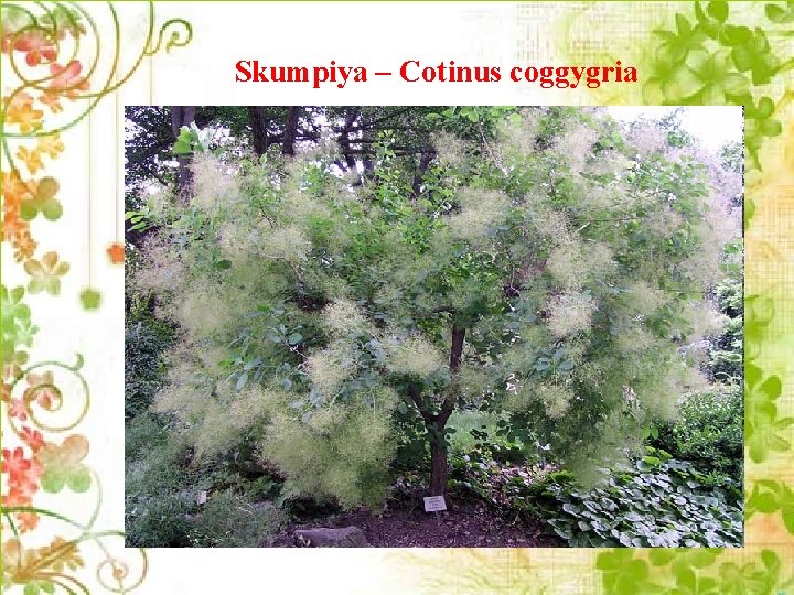 Skumpiya – Cotinus coggygria 