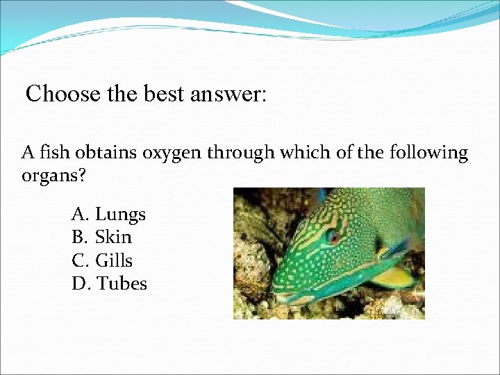 Choose the best answer: A fish obtains oxygen through which of the following organs?