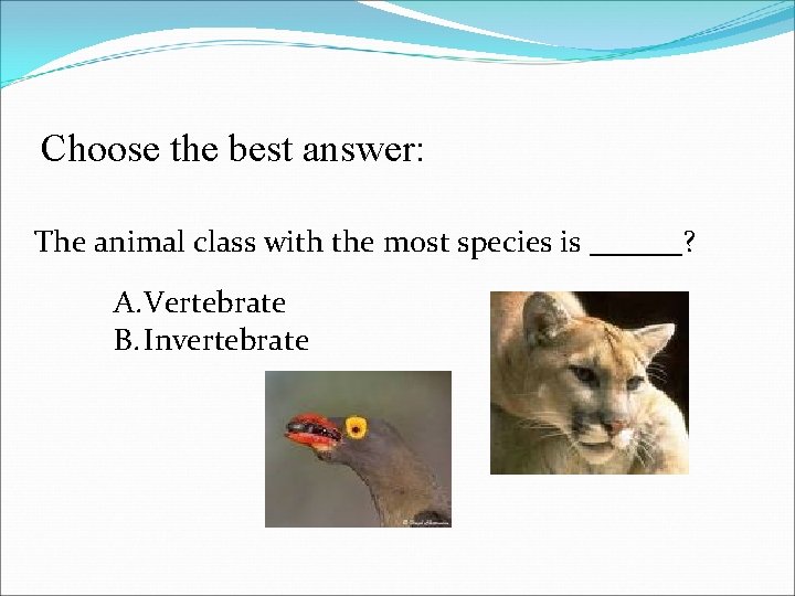 Choose the best answer: The animal class with the most species is ______? A.