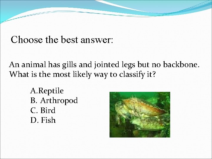 Choose the best answer: An animal has gills and jointed legs but no backbone.