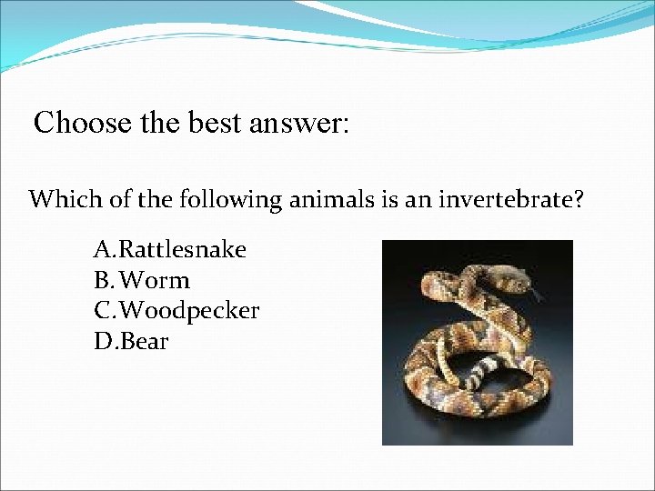 Choose the best answer: Which of the following animals is an invertebrate? A. Rattlesnake