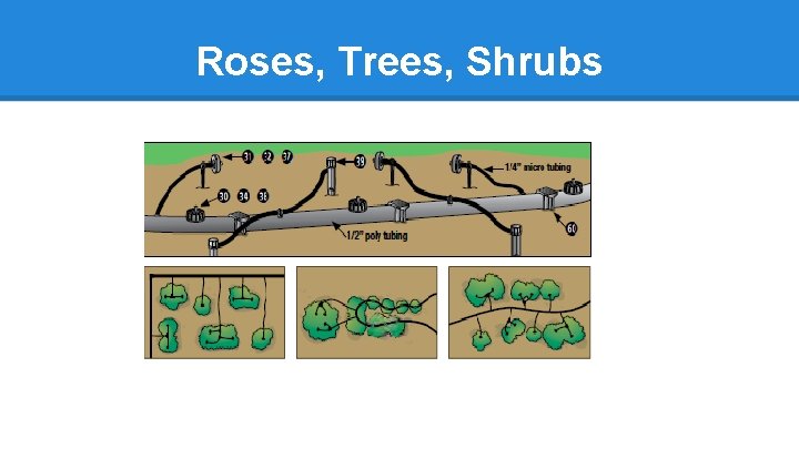 Roses, Trees, Shrubs 