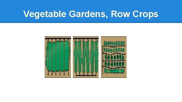 Vegetable Gardens, Row Crops 