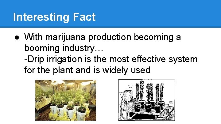 Interesting Fact ● With marijuana production becoming a booming industry… -Drip irrigation is the