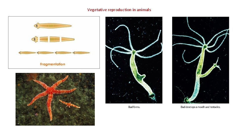 Vegetative reproduction in animals 