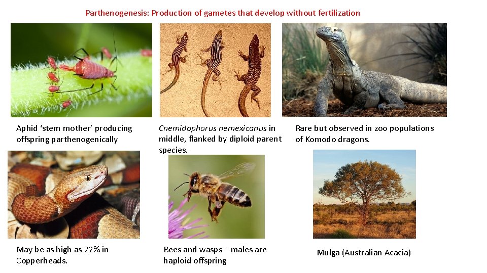 Parthenogenesis: Production of gametes that develop without fertilization Aphid ‘stem mother’ producing offspring parthenogenically