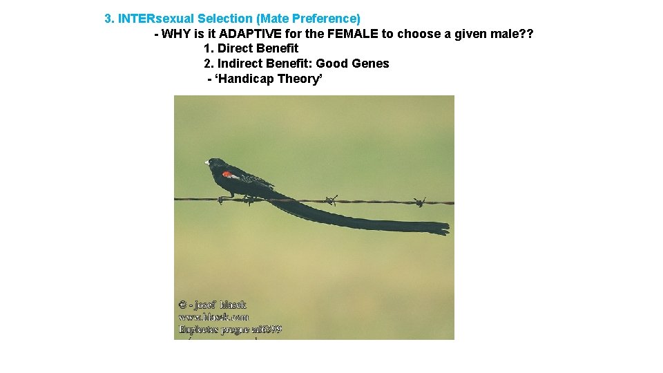 3. INTERsexual Selection (Mate Preference) - WHY is it ADAPTIVE for the FEMALE to