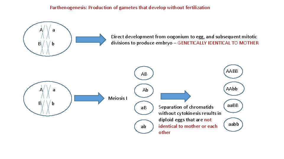 Parthenogenesis: Production of gametes that develop without fertilization A B a b Direct development