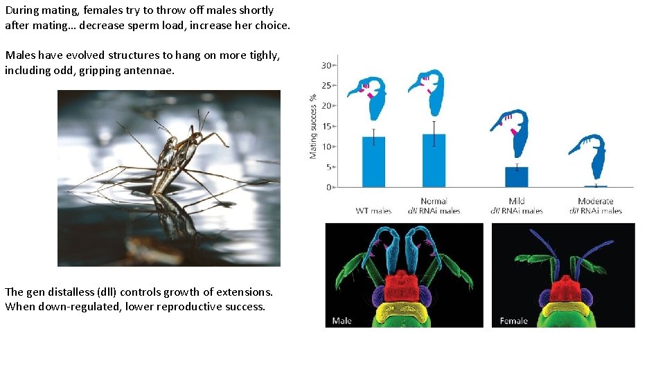 During mating, females try to throw off males shortly after mating… decrease sperm load,