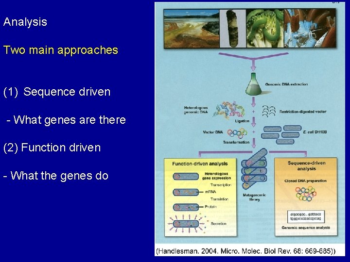 Analysis Two main approaches (1) Sequence driven - What genes are there (2) Function